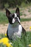 BOSTON TERRIER 257